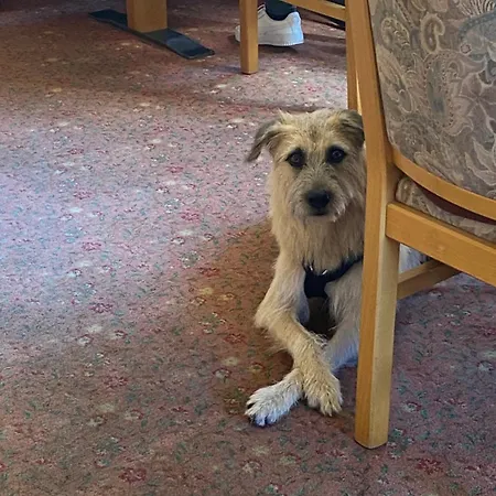 & Hubertushoehe - Ihr Fuer Urlaub Mit Hund 3* 施马伦贝格