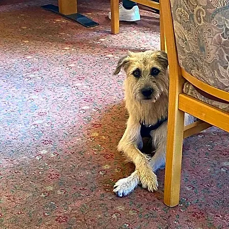 & Hubertushoehe - Ihr Fuer Urlaub Mit Hund מלון 3*