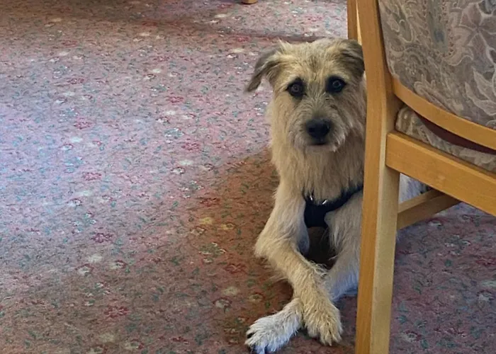 & Hubertushoehe - Ihr Fuer Urlaub Mit Hund 3* Schmallenberg