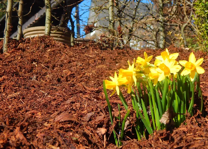 & Hubertushoehe - Ihr Fuer Urlaub Mit Hund Hotel