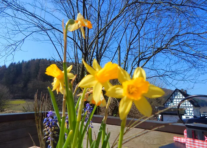 & Hubertushoehe - Ihr Fuer Urlaub Mit Hund 3* Schmallenberg